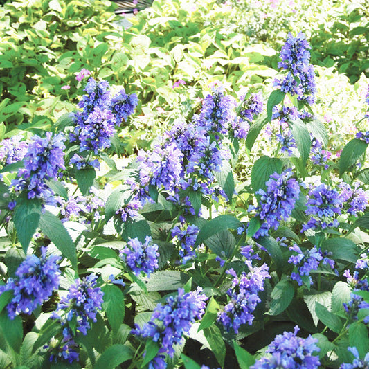 Nepeta subsessilis
