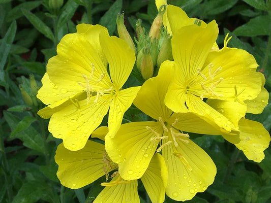Oenothera fruticosa