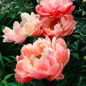 Paeonia lactiflora x 'Coral Beach'