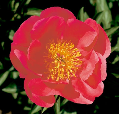Paeonia lactiflora x 'Flame'
