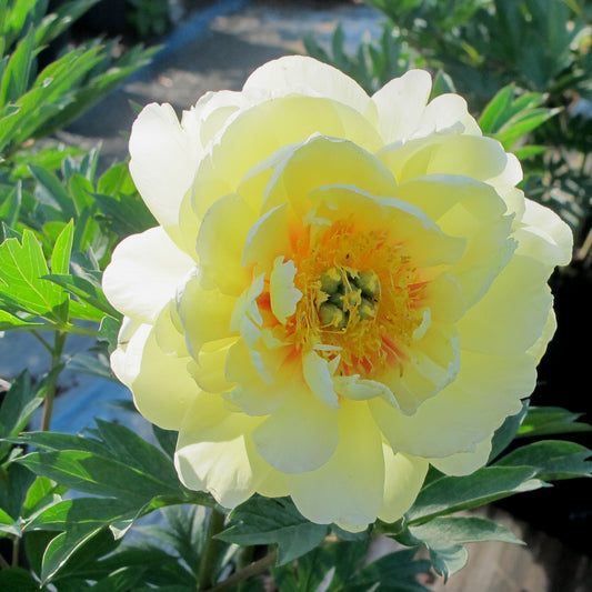 Paeonia x Itoh 'Bartzella'