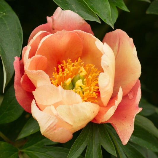 Paeonia x Itoh 'Singing in the Rain'