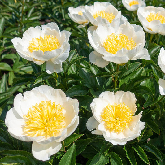 Paeonia lactiflora x 'Jan van Leeuwen'