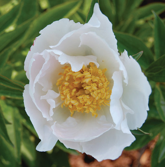 Paeonia lactiflora x 'Krinkled White'