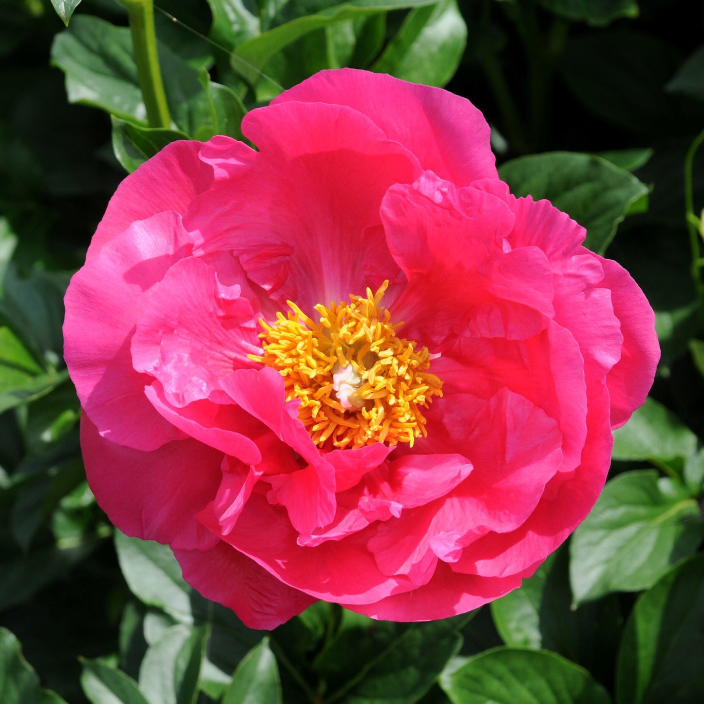 Paeonia lactiflora x 'Paula Fey'