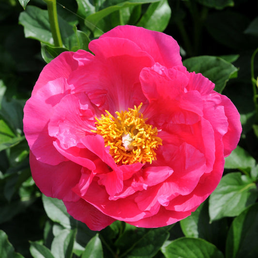 Paeonia lactiflora x 'Paula Fey'