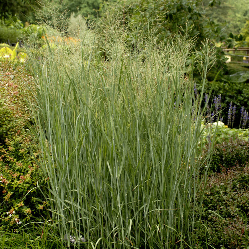 Panicum virgatum 'Heavy Metal' - Switchgrass cultivar