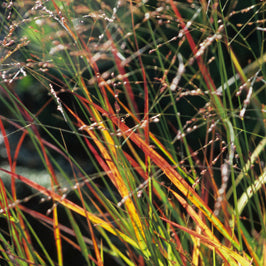 Panicum virgatum 'Rotstrahlbusch' - Switchgrass cultivar