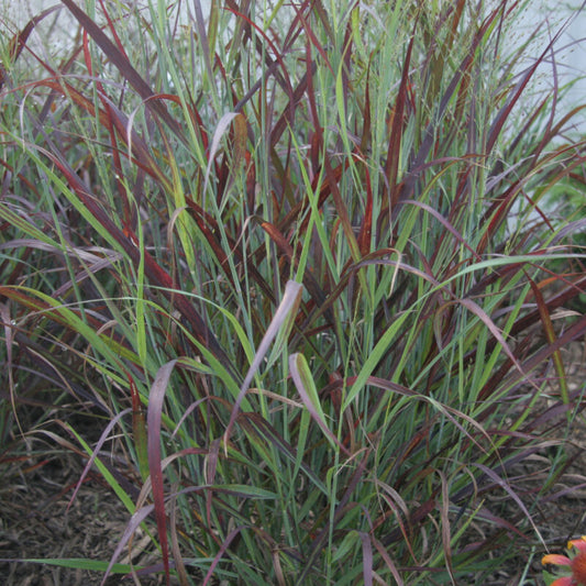 Panicum virgatum 'Ruby Ribbons' - Switchgrass cultivar