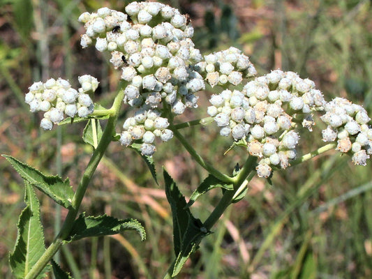 Parthenium integrifolium - Wild Quinine