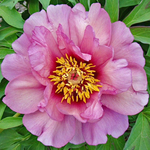 Paeonia x Itoh 'Yankee Doodle Dandy'