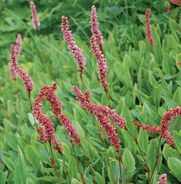 Persicaria amplexicaulis 'Speciosa'