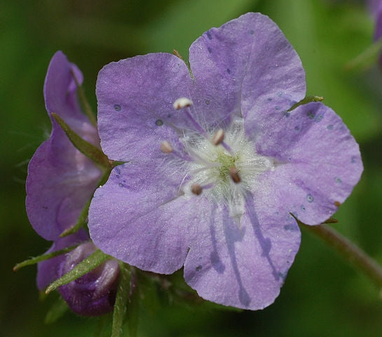 Phacelia bipinnatifida - Fernleaf Phacelia
