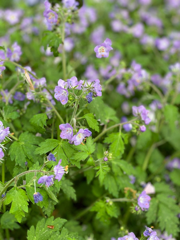 Phacelia bipinnatifida - Fernleaf Phacelia
