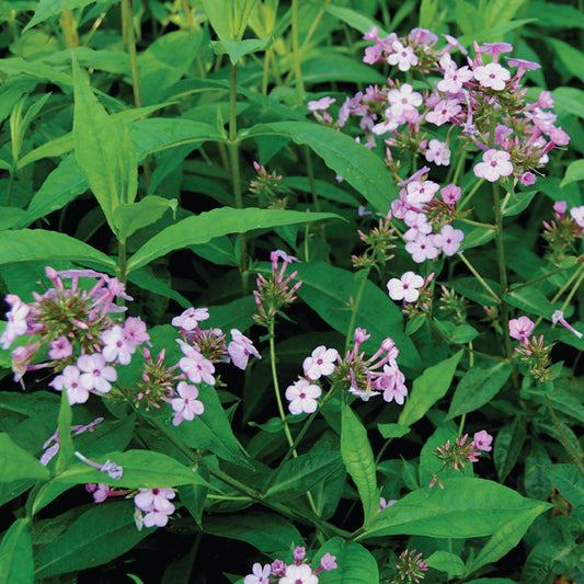 Phlox paniculata 'Jeana'