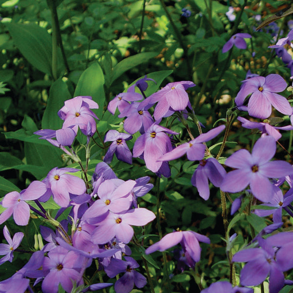 Phlox stolonoifera 'Sherwood Purple' -