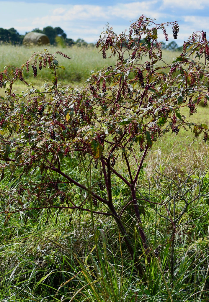Phytolacca americana var. americana - Pokeweed