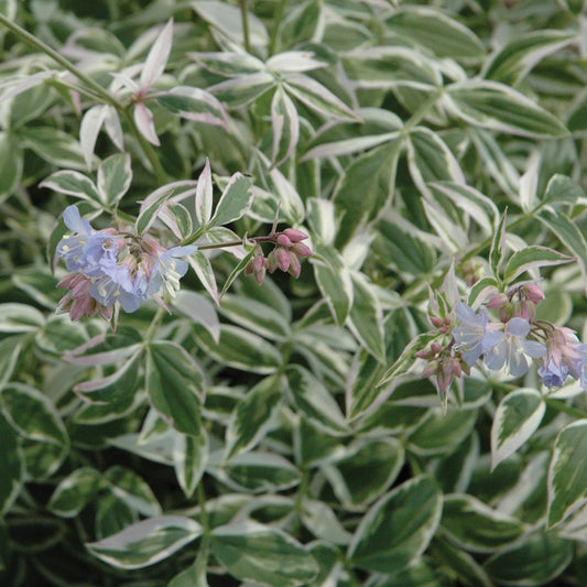Polemonium reptans 'Touch of Class' - Jacob's Ladder cultivar