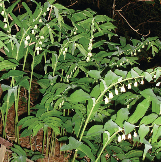Polygonatum biflorum var. commutatum - Smooth Solomon's Seal