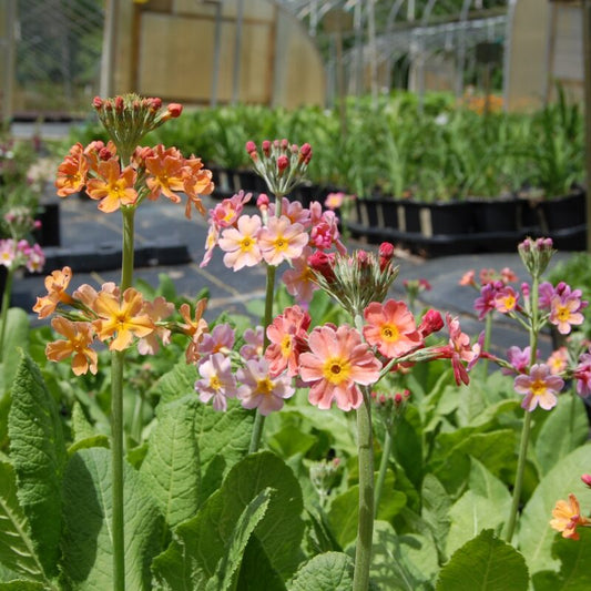 Primula x bullesiana - Bulley's Primrose cross