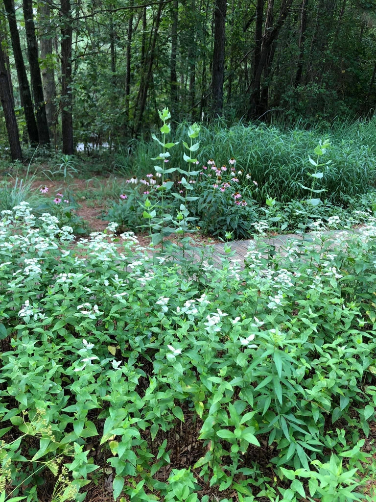 Pycnanthemum muticum - Broad-leaved Mountain Mint