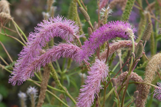 Sanguisorba hakusanensis 'Lilac Squirrel'