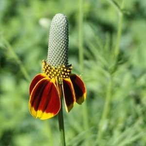 Ratibida columnifera - Prairie Coneflower
