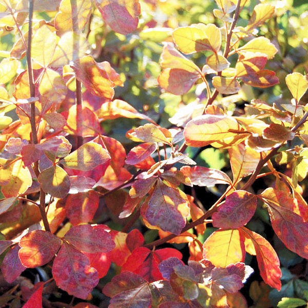 Rhus aromatica 'Gro-Low' - Fragrant Sumac cultivar
