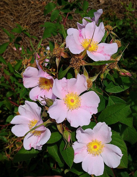 Rosa palustris - Swamp Rose