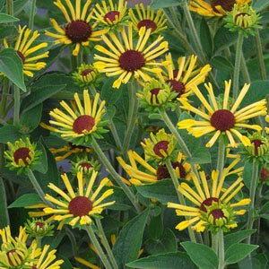 Rudbeckia subtomentosa 'Little Henry'