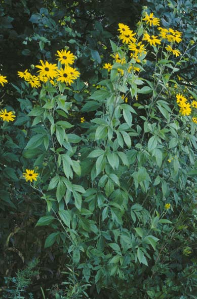 Rudbeckia subtomentosa - Sweet Coneflower