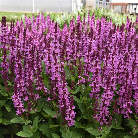 Salvia nemerosa 'Rose Marvel' - Woodland Sage cultivar