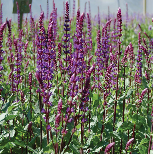 Salvia nemerosa 'Caradonna'