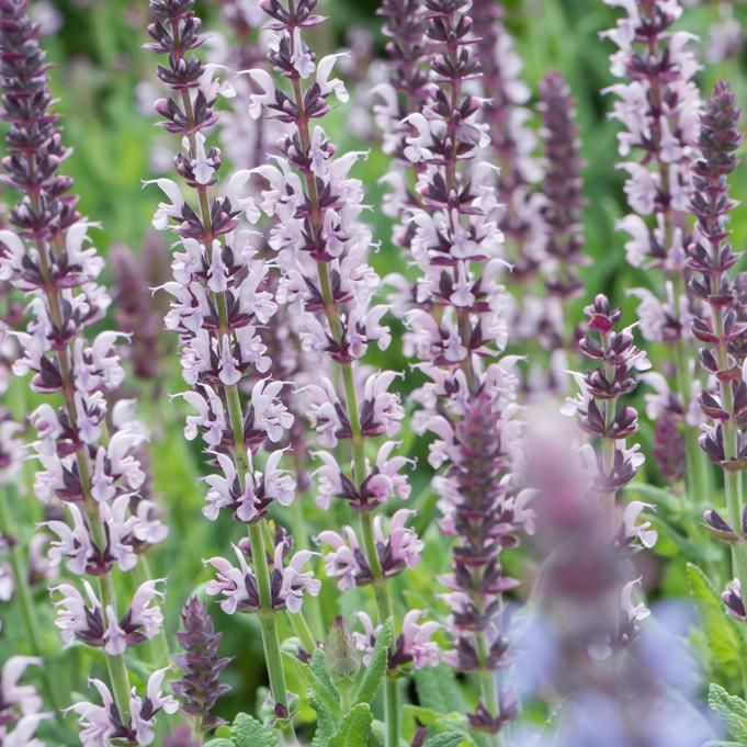 Salvia nemerosa 'Salute Light Pink'
