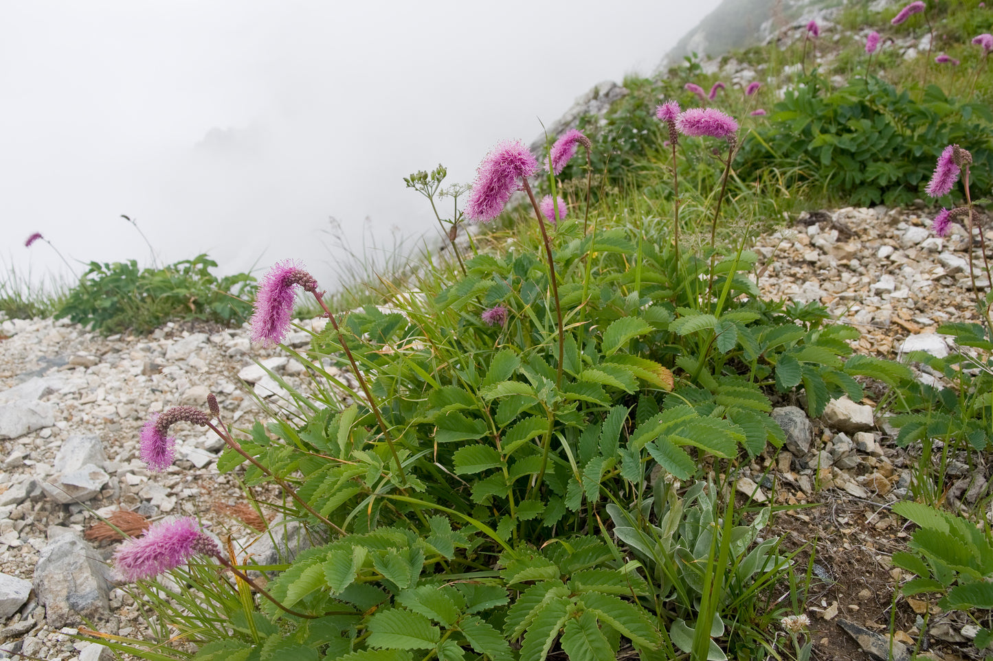 Sanguisorba hakusanensis 'Lilac Squirrel'