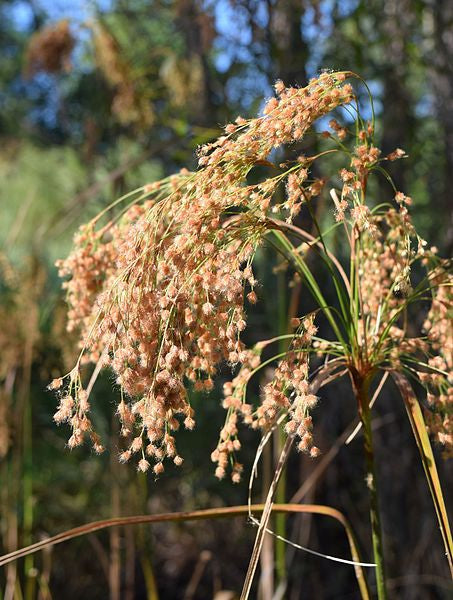 Scirpus cyperinus - Common Wool Sedge