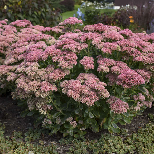 Hylotelephium spectabile 'Autumn Joy' - Tall Sedum cultivar