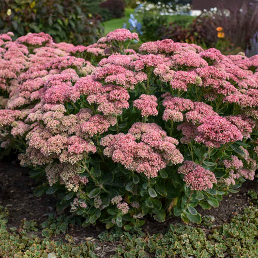 Hylotelephium spectabile 'Autumn Joy' - Tall Sedum cultivar