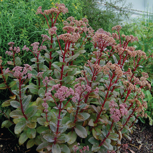 Sedum spectabile 'Carl'