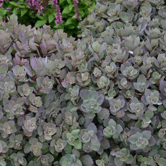 Sedum Sunsparkler 'Dazzleberry'