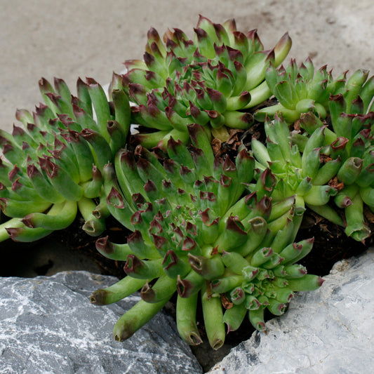 Sempervivum 'Oddity'