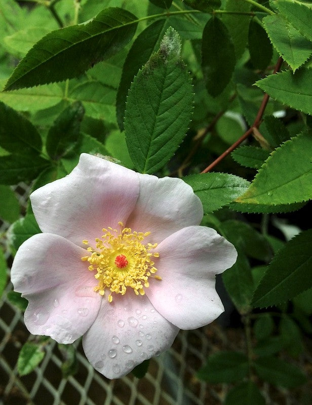 Rosa palustris - Swamp Rose