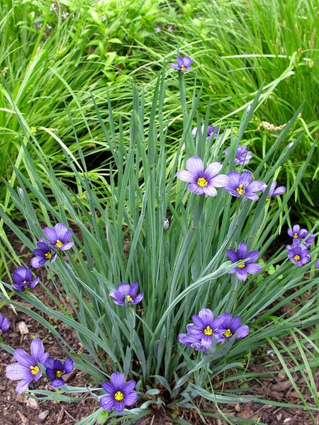 Sisyrinchium angustifolium - Narrow-leaved Blue-eyed Grass