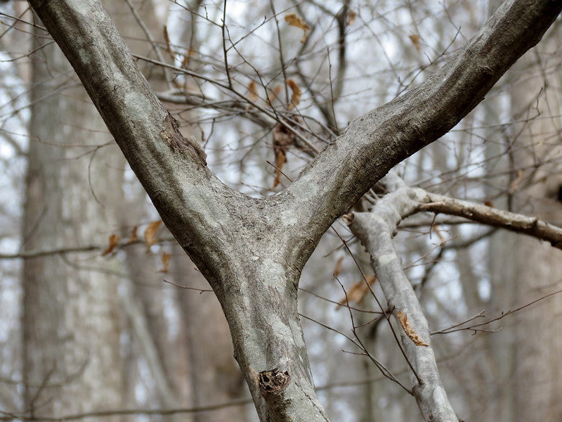 Carpinus caroliniana - American Hornbeam