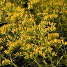 Solidago odora - Licorice Goldenrod