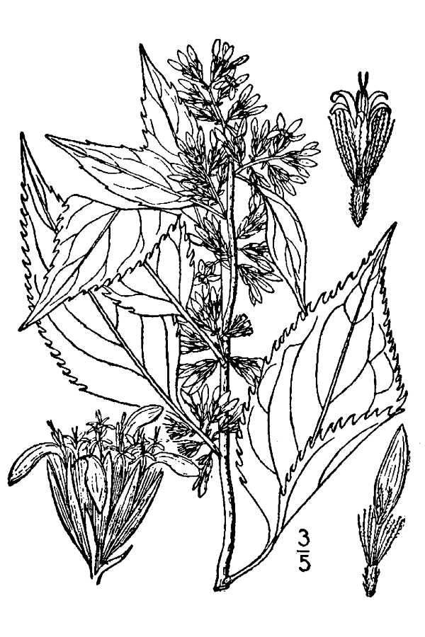 Solidago flexicaulis