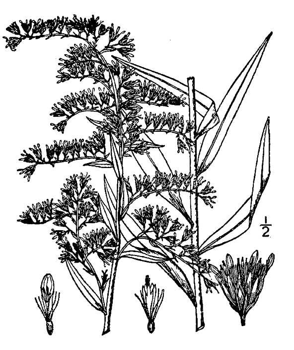 Solidago odora - Licorice Goldenrod