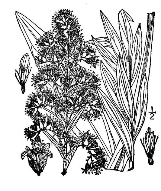 Solidago sempervirens