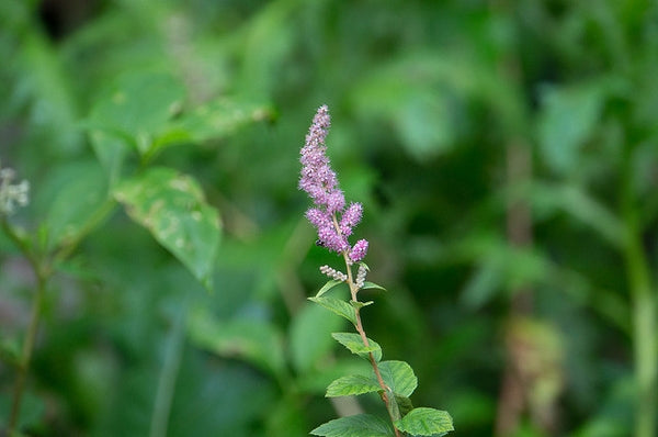 Spiraea tomentosa - Steeplebush