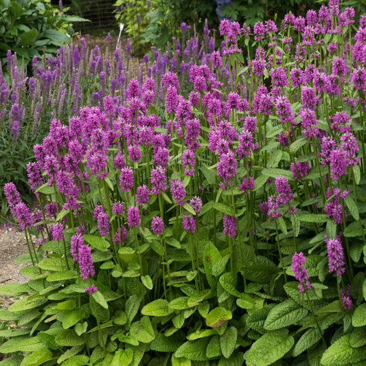 Stachys monieri 'Hummelo'